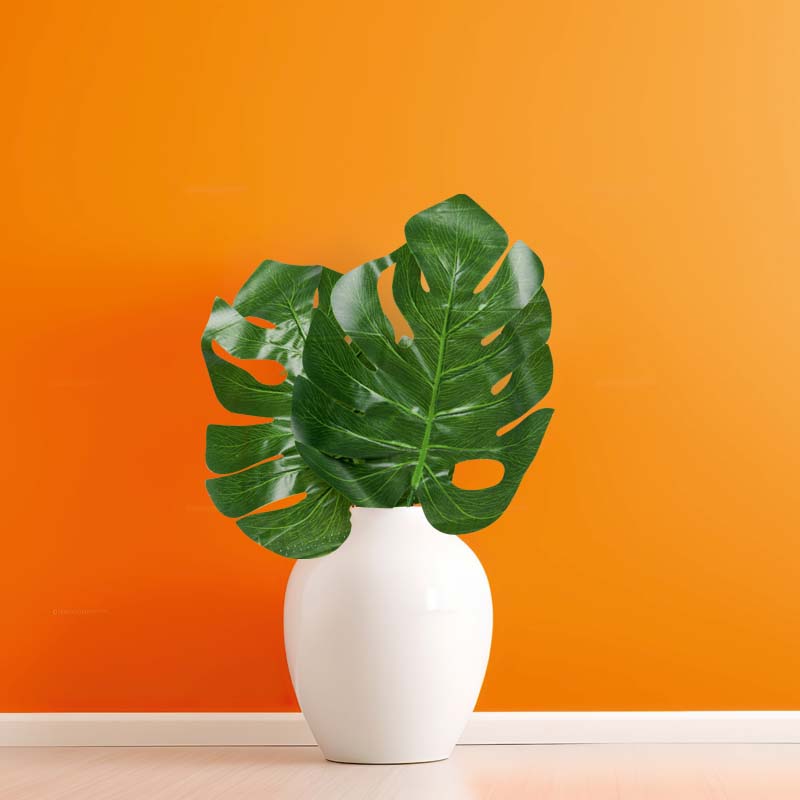 Könnyezőpálma-levél