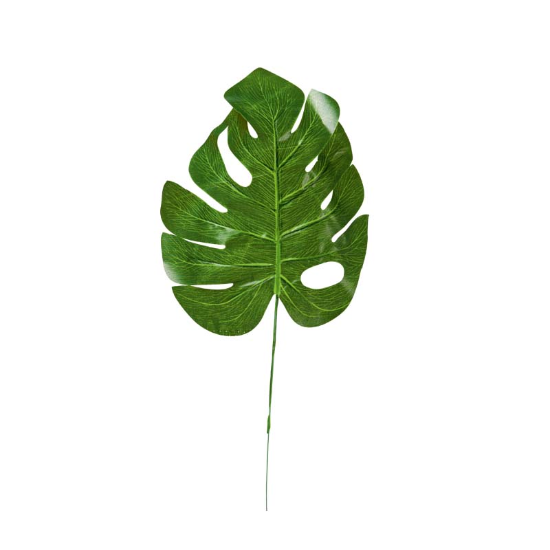 Könnyezőpálma-levél